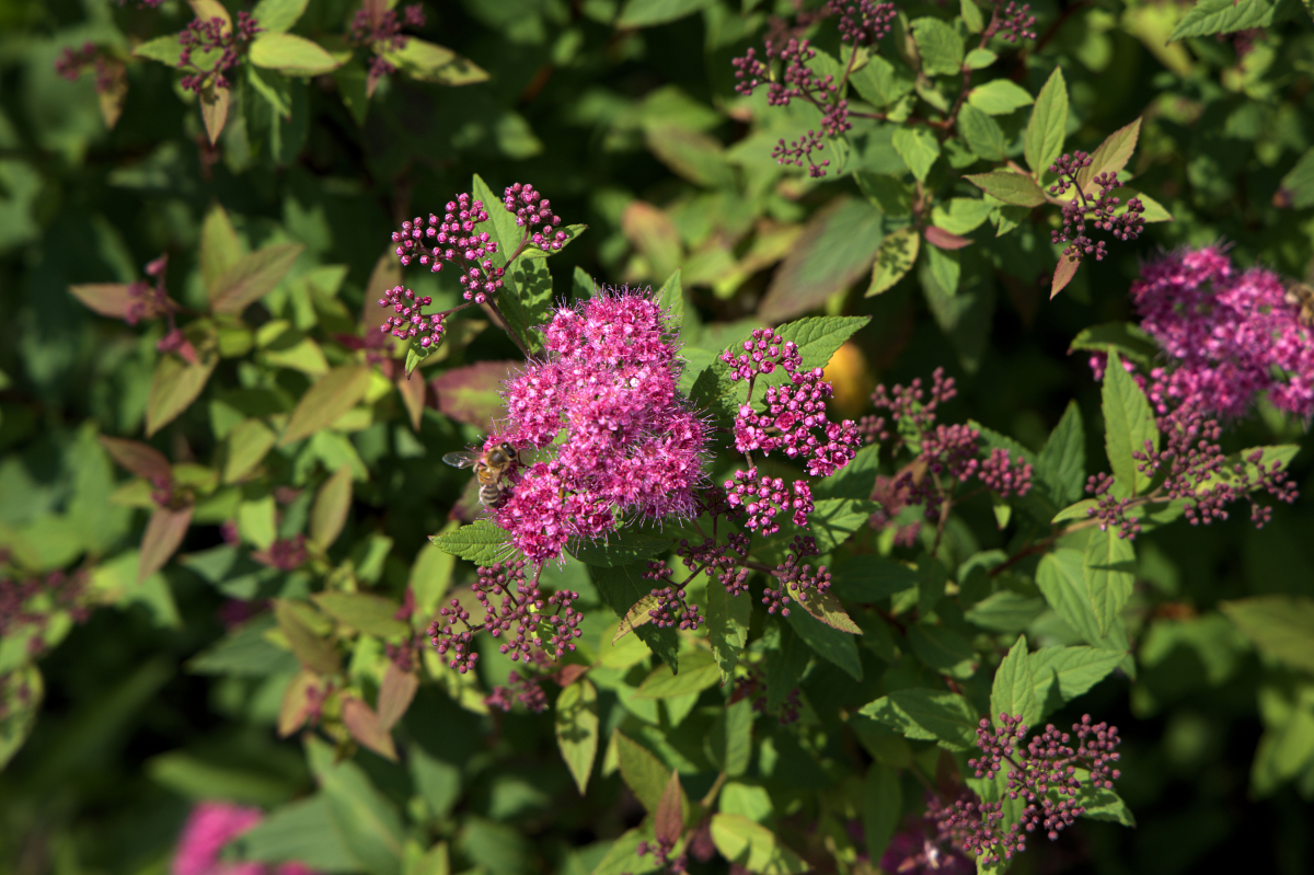 Rote Sommerspiere